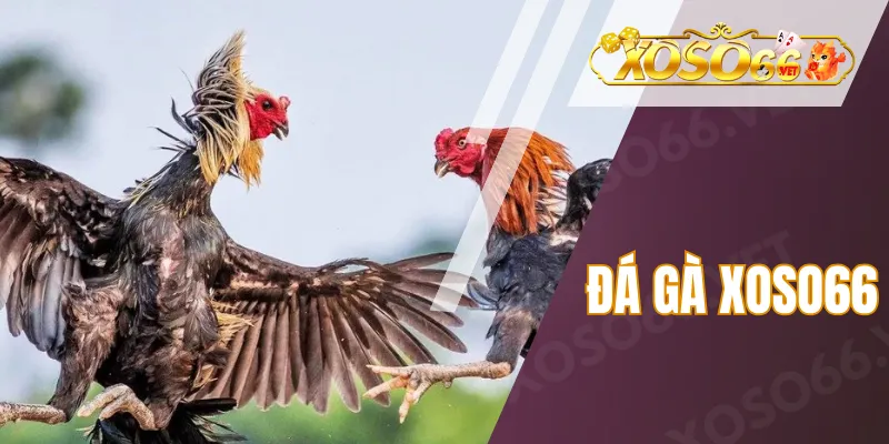 Đá Gà Xoso66
