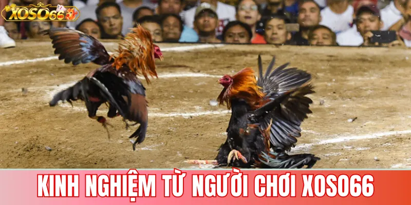Đá Gà Xoso66 – Trực Tiếp Từ Trường Gà, Cược Nhanh Thắng Lớn 3 Kinh nghiệm từ người chơi Xoso66