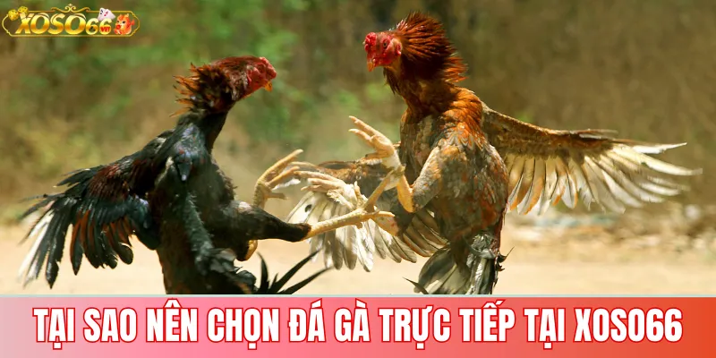 Đá Gà Xoso66 – Trực Tiếp Từ Trường Gà, Cược Nhanh Thắng Lớn 2 Tại sao nên chọn đá gà trực tiếp tại Xoso66
